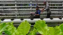 Di kebun ini, para murid penyandang disabilitas diajari teknik bercocok tanam, mulai dari menanam hingga memanen. (merdeka.com/Arie Basuki)