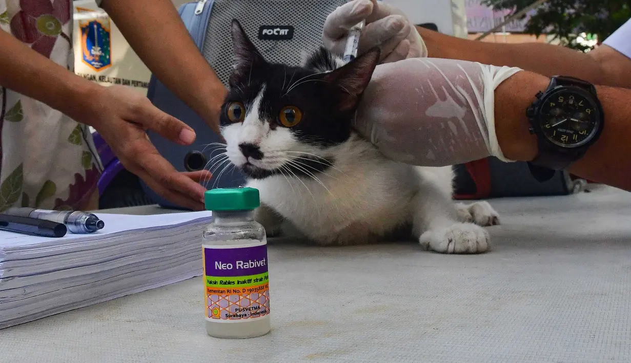 Dokter hewan melakukan penyuntikan vaksin anti rabies kucing peliharaan warga pada unit mobil Klinik Hewan Keliling di halaman Kantor Kelurahan Srengseng sawah, Jakarta Selatan, Rabu, 15/ Juli 2026. (KLY/ Arie Basuki)