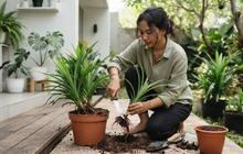 10 Cara Memangkas Tanaman Pandan Supaya Tumbuh Lebih Banyak Anakan, Mudah Dicoba