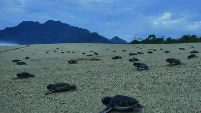 Pantai Sukomade Banyuwangi (Istimewa)