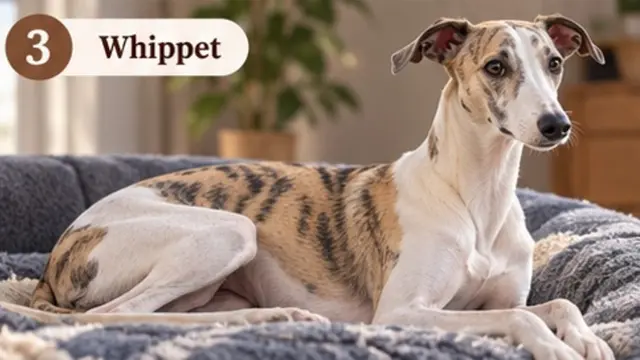 Ras Anjing yang Cocok untuk Introvert