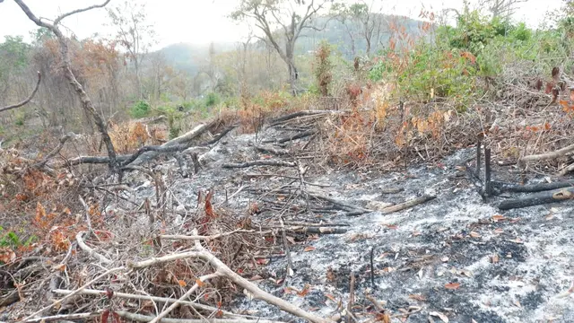 Hutan Bowosie Labuan Bajo Bakal Dijadikan Destinasi Wisata Ecotourism Usai Dibabat dan Dirusak