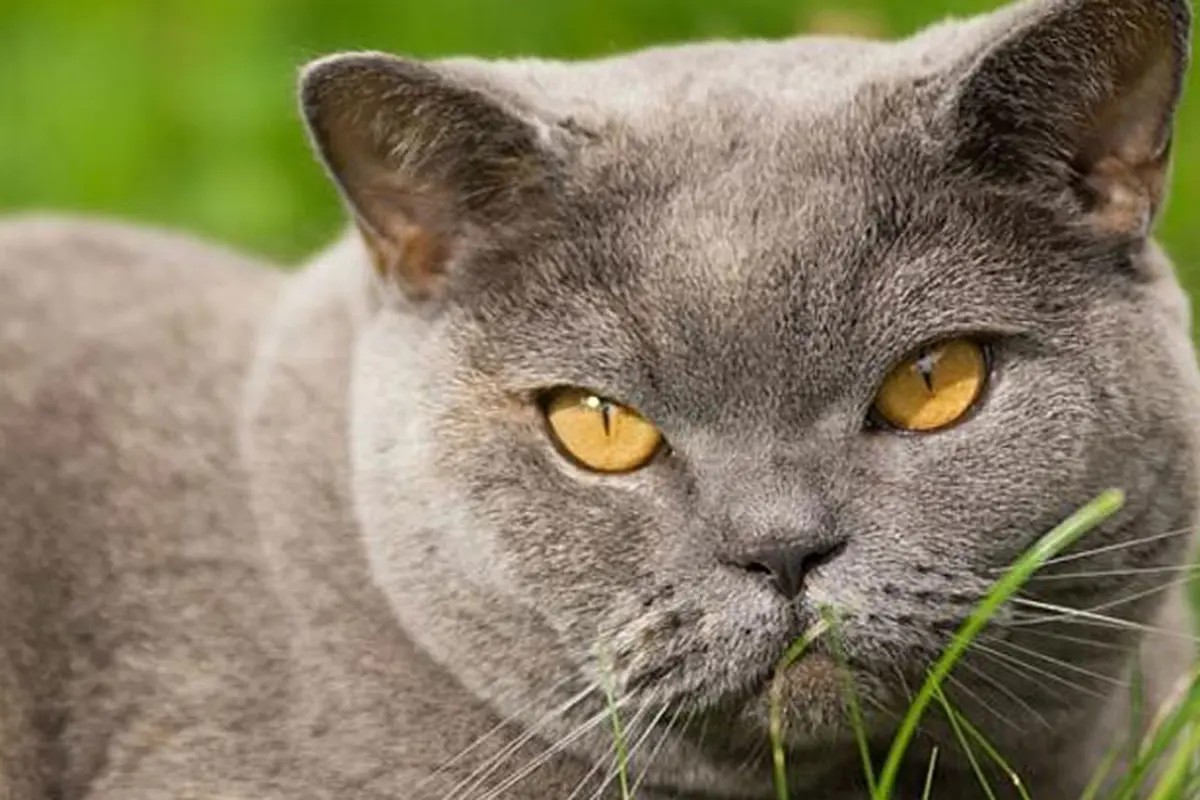 Kucing Tularkan TB ke Manusia