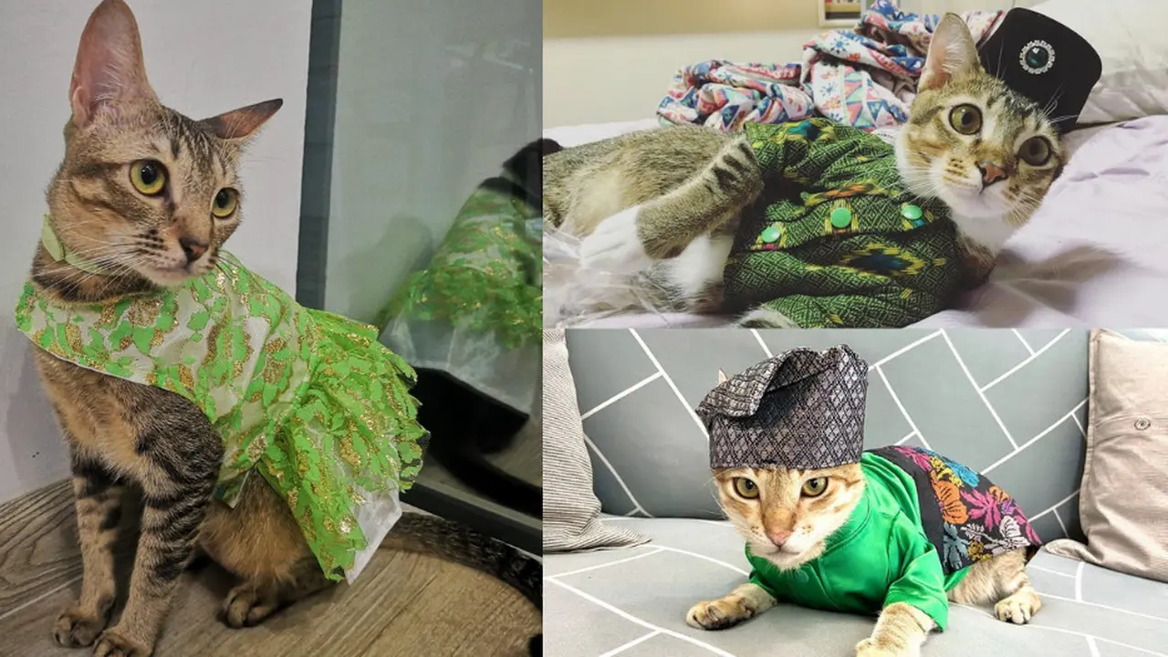 Kucing-kucing Ini Pakai Baju Tradisional Melayu Buat Rayakan Lebaran, Bikin Gemas