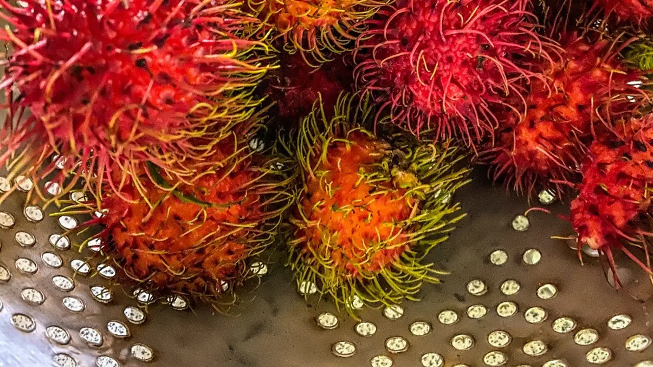 6 Fakta Menarik tentang Binjai, Kota Rambutan yang Berada di Persimpangan 2 Kerajaan Melayu