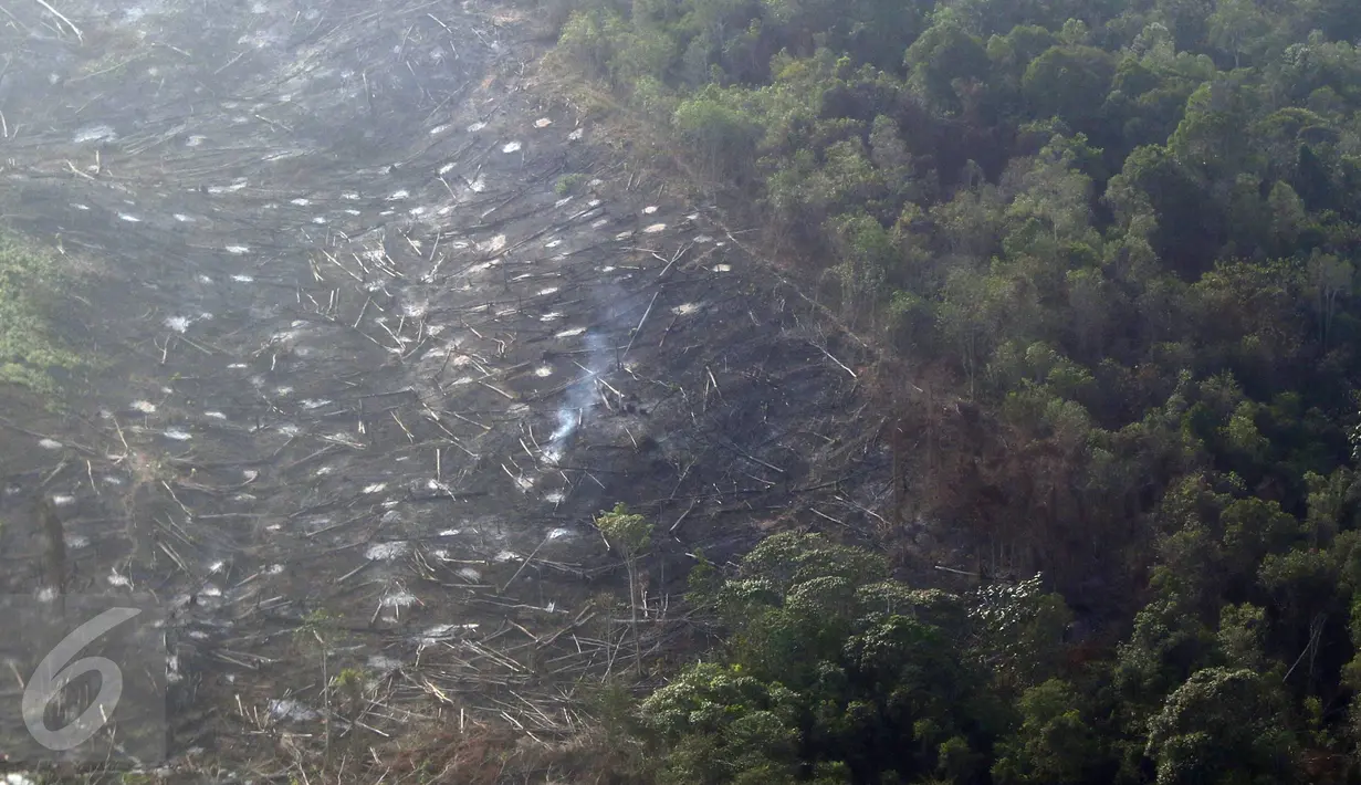 Kondisi hutan di Kalimantan Timur yang hangus akibat kebakaran yang terjadi sejak beberapa bulan lalu, Selasa (27/10). Kabut asap di Kalimantan mulai berkurang dikarenakan beberapa wilayah sumber asap telah turun hujan. (Liputan6.com/Immanuel Antonius)