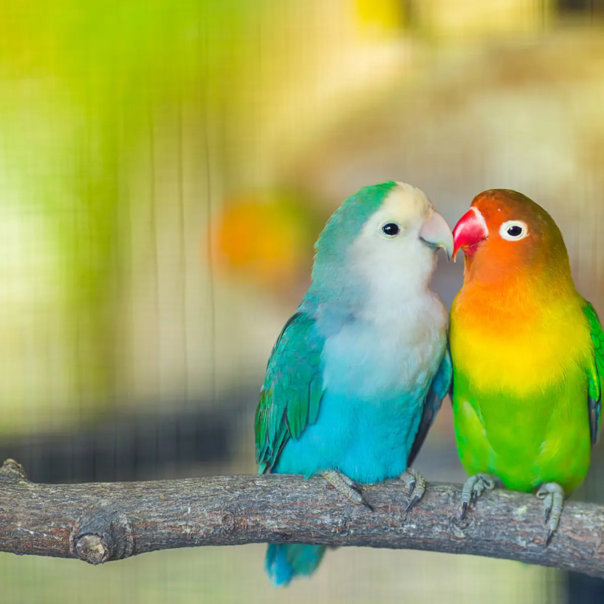 7 Jenis Lovebird Paling Mahal dengan Bulu Tercantik, Pecinta Kicau Wajib Punya - Hot Liputan6.com