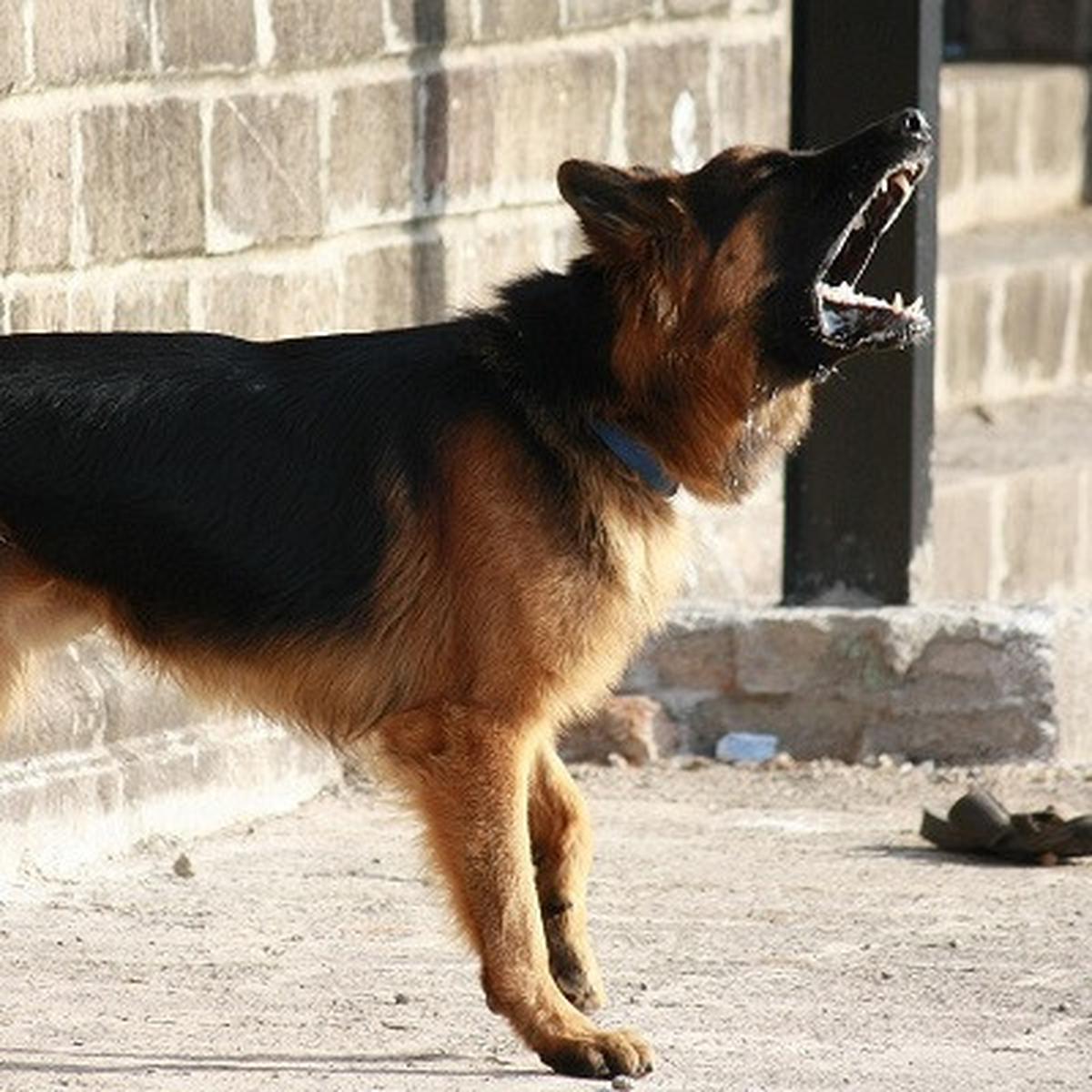 Ilustrasi anjing German Shepherds. (Dok. Pixabay/PDPics)
