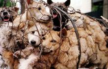 Festival Yulin, tradisi makan anjing dan kucing di China