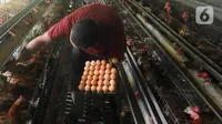 Telur hasil panen di sebuah peternakan ayam petelur  di Gunung Sindur, Bogor, Jawa Barat, Selasa (6/6/2023). (merdeka.com/Arie Basuki)