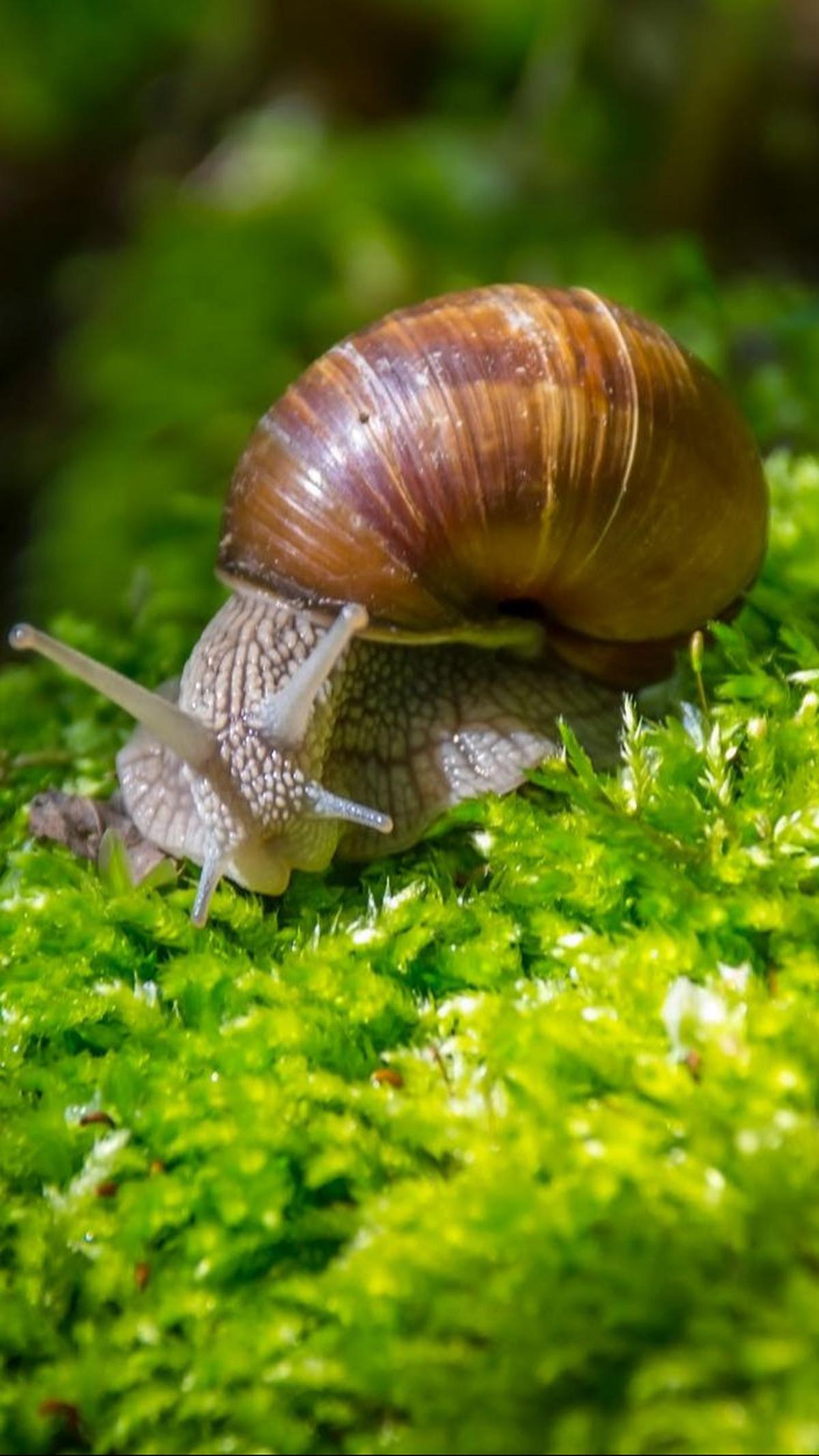 4. Siput Air Tawar