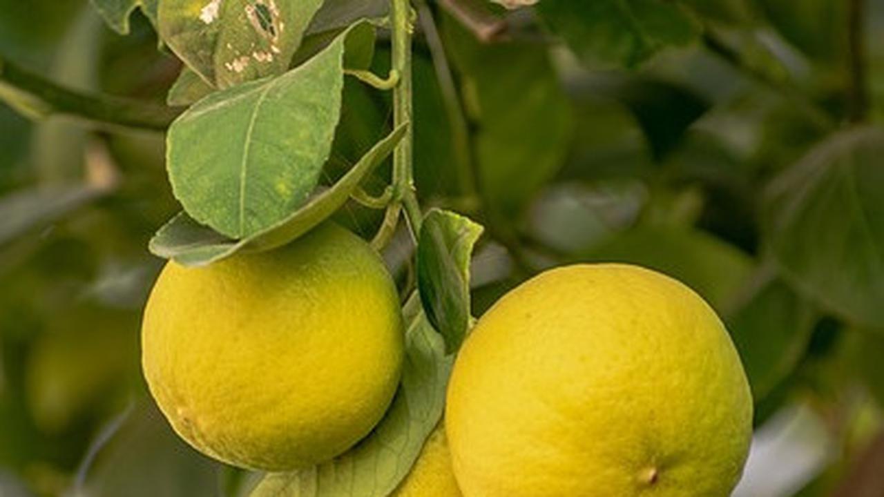 Lebih Baik Air Lemon Hangat atau Dingin, Ketahui Fakta dan Manfaatnya