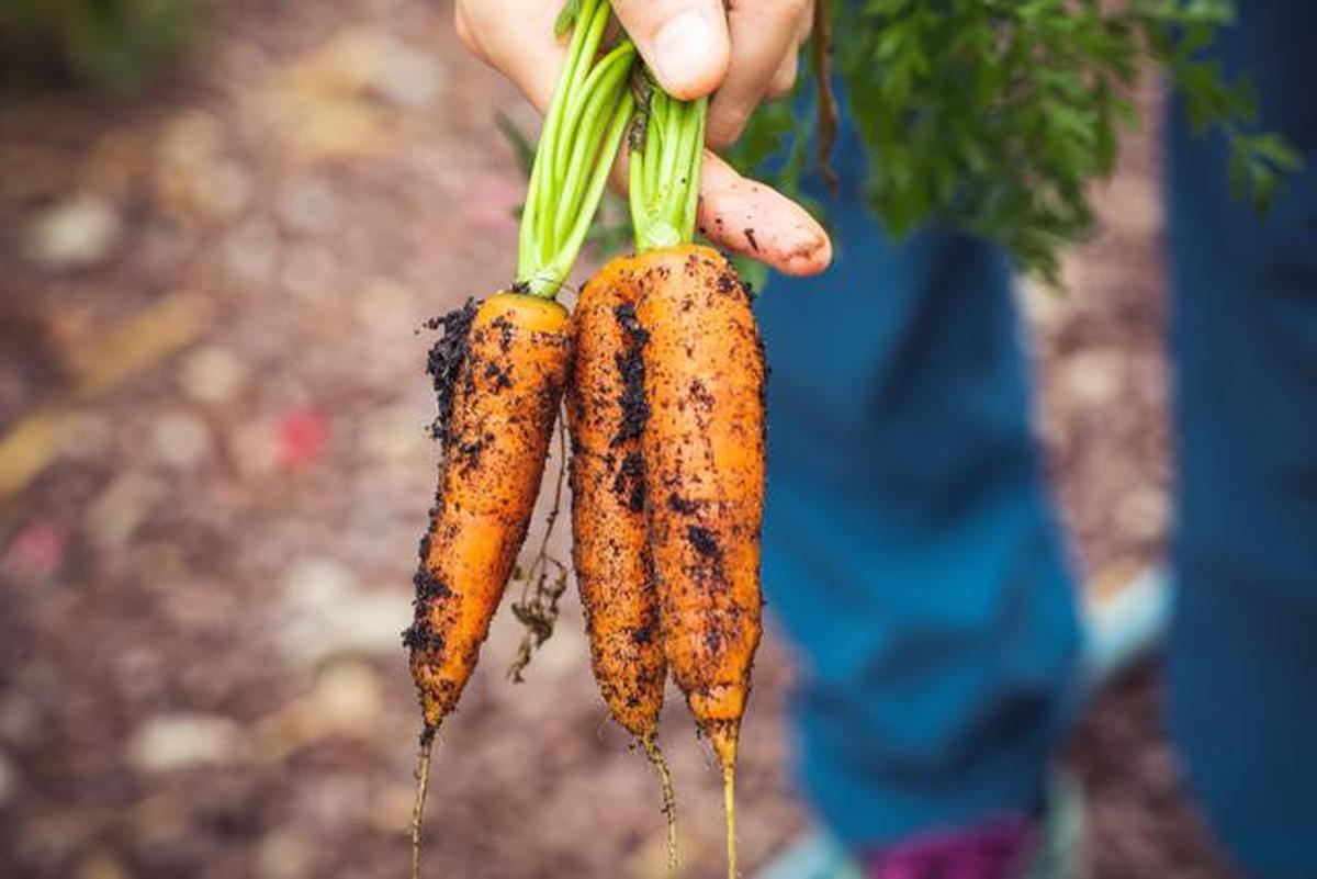 ilustrasi sayur organik