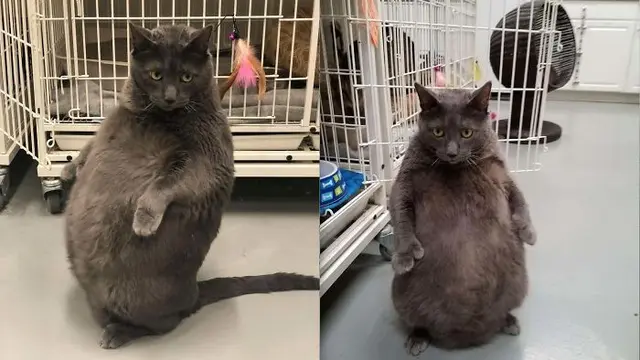 10 Potret Lucu Kucing Berdiri dengan Dua Kaki Ini Gemas Banget