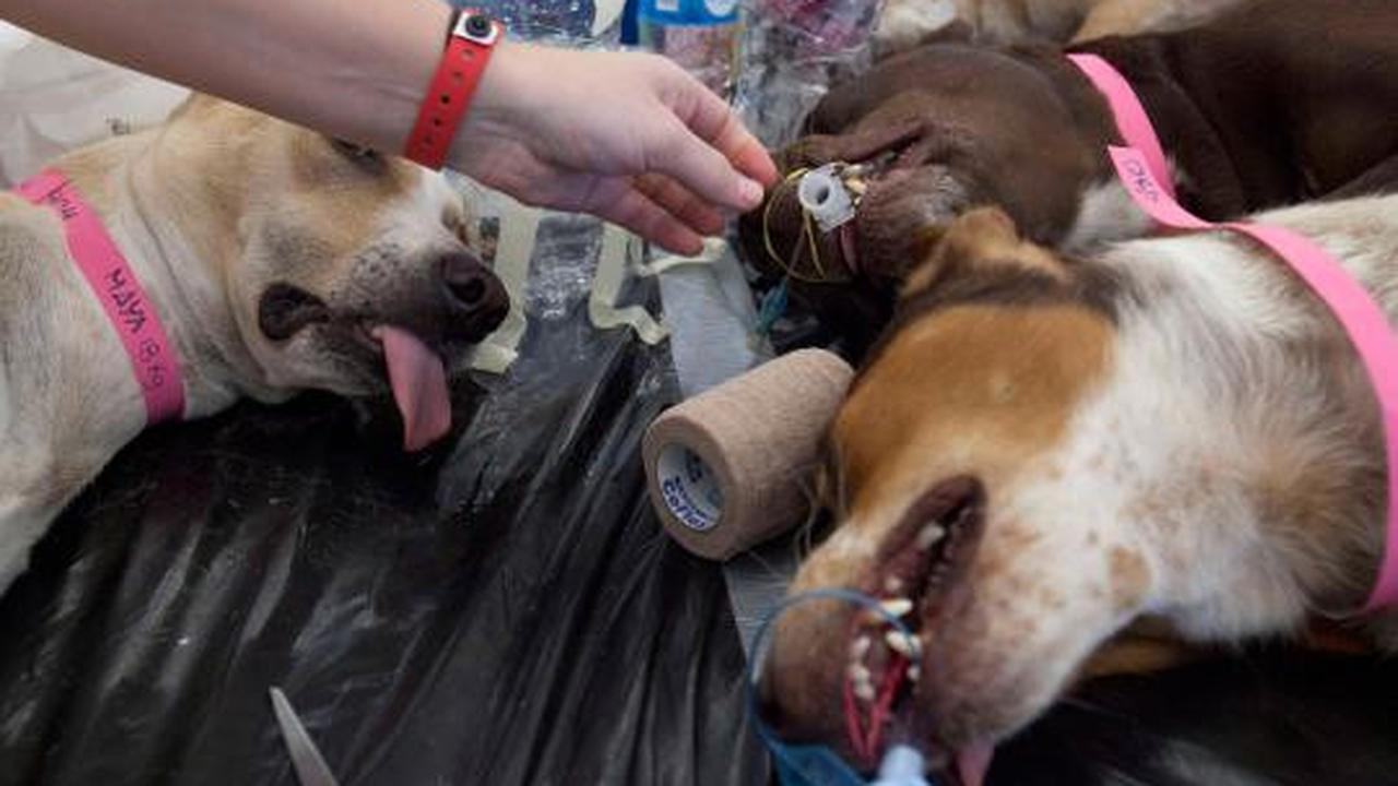 Ribuan kucing &amp; anjing diberi vaksin rabies