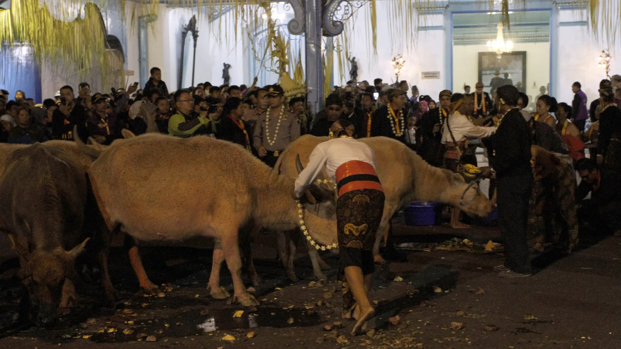 Sang pawang sedang mengalungi kalung kembang melati dan kanthil di leher kerbau bule yang akan dikirab di Keraton Kasunanan Surakarta,Kamis malal(21/9).(Liputan6.com/Fajar Abrori)