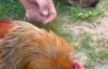 Ramai Video Hipnotis Seekor Ayam, Ilmuwan Jelaskan Bukan Kekuatan Gaib