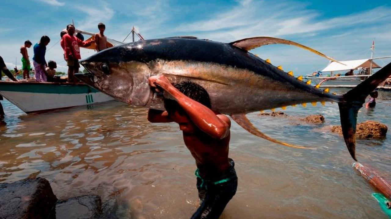 <b>Manfaat Tuna bagi Kesehatan</b><br>