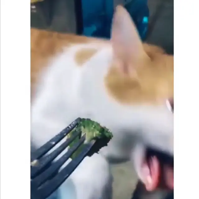 kucing nggak suka sayur