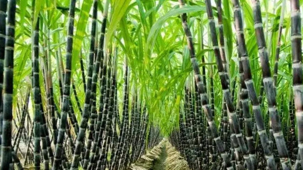 Lagi, PTPN III Jadi Produsen Gula Terbesar di Indonesia
