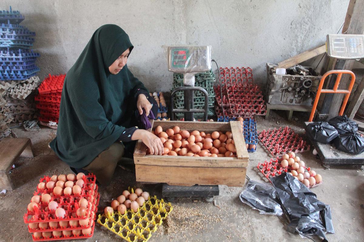 Harga Telur Peternak Dipatok Rp 24 Ribu per Kilogram