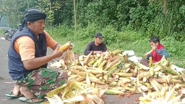 Difabel Bertani, Kegiatan di Malang yang Ajak Penyandang Disabilitas Geluti Dunia Pertanian. Foto: Linksos.