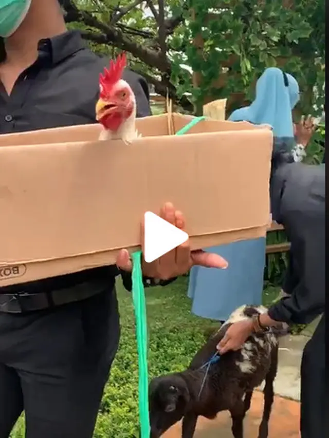 Viral Rombongan Bawa Kambing dan Ayam di Pernikahan Teman, Kocak Banget