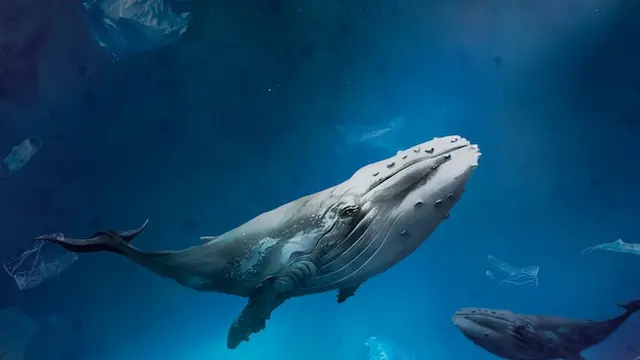 Ilustrasi ikan paus