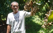 Kelengkeng Bikin Desa Murtigading Makin Mentereng