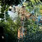 Seorang pria asal Italia bernama Bruno berhasil mengubah hutan yang lebat dan tidak terjamah menjadi taman bermain yang sangat menyenangkan (Foto: http://www.businessinsider.com/)