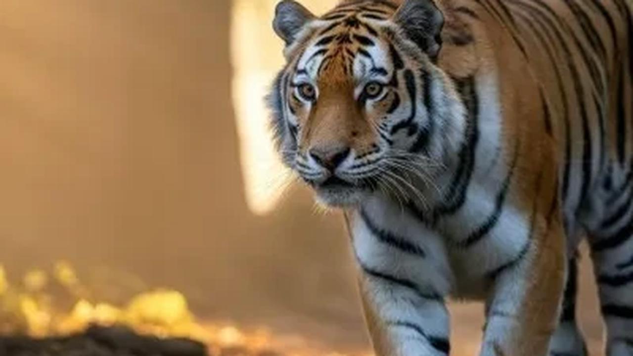 ilustrasi Harimau