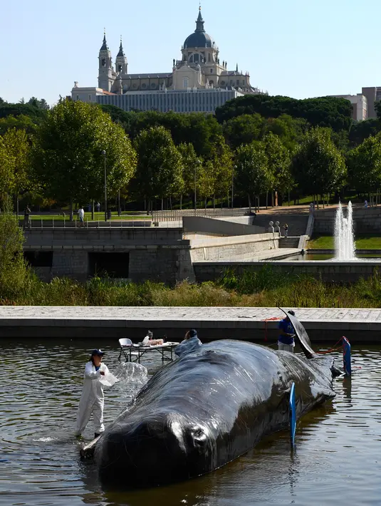 Ilmuwan palsu menuangkan air pada patung paus sperma berbahan fiberglass di sungai Manzanares, Madrid, 14 September 2018. Patung paus itu merupakan instalasi seni bagian dari program budaya untuk musim gugur di Madrid. (AFP Photo/GABRIEL BOUYS)