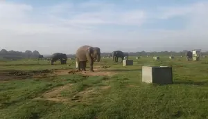 Nasib Gajah Sumatera di Tengah Kebakaran Way Kambas