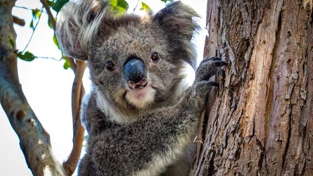 Pola Gambar Hewan Dan Tumbuhan