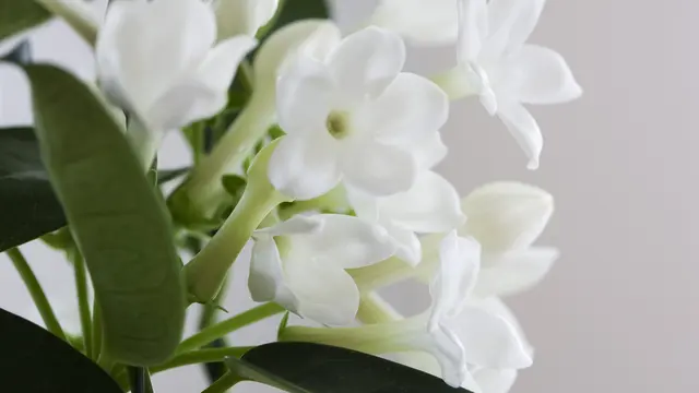 Bunga melati (iStockphoto)