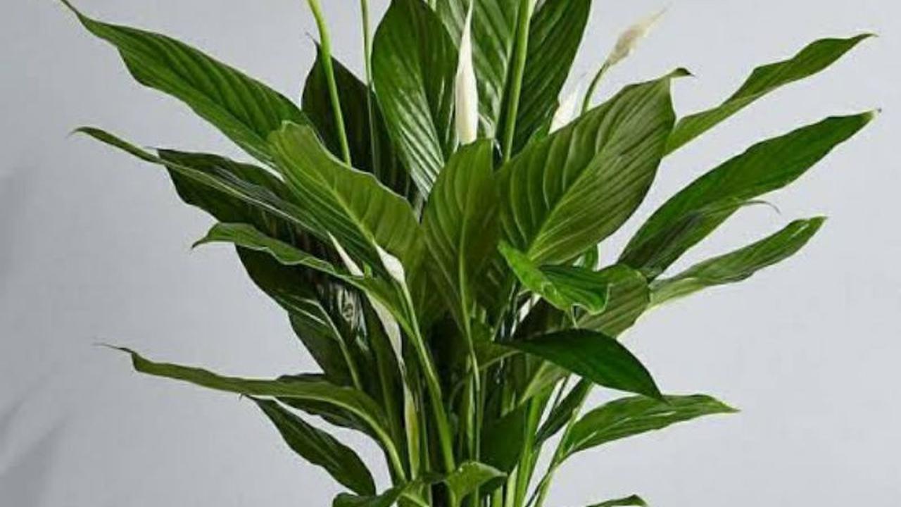 Bunga Peace Lily