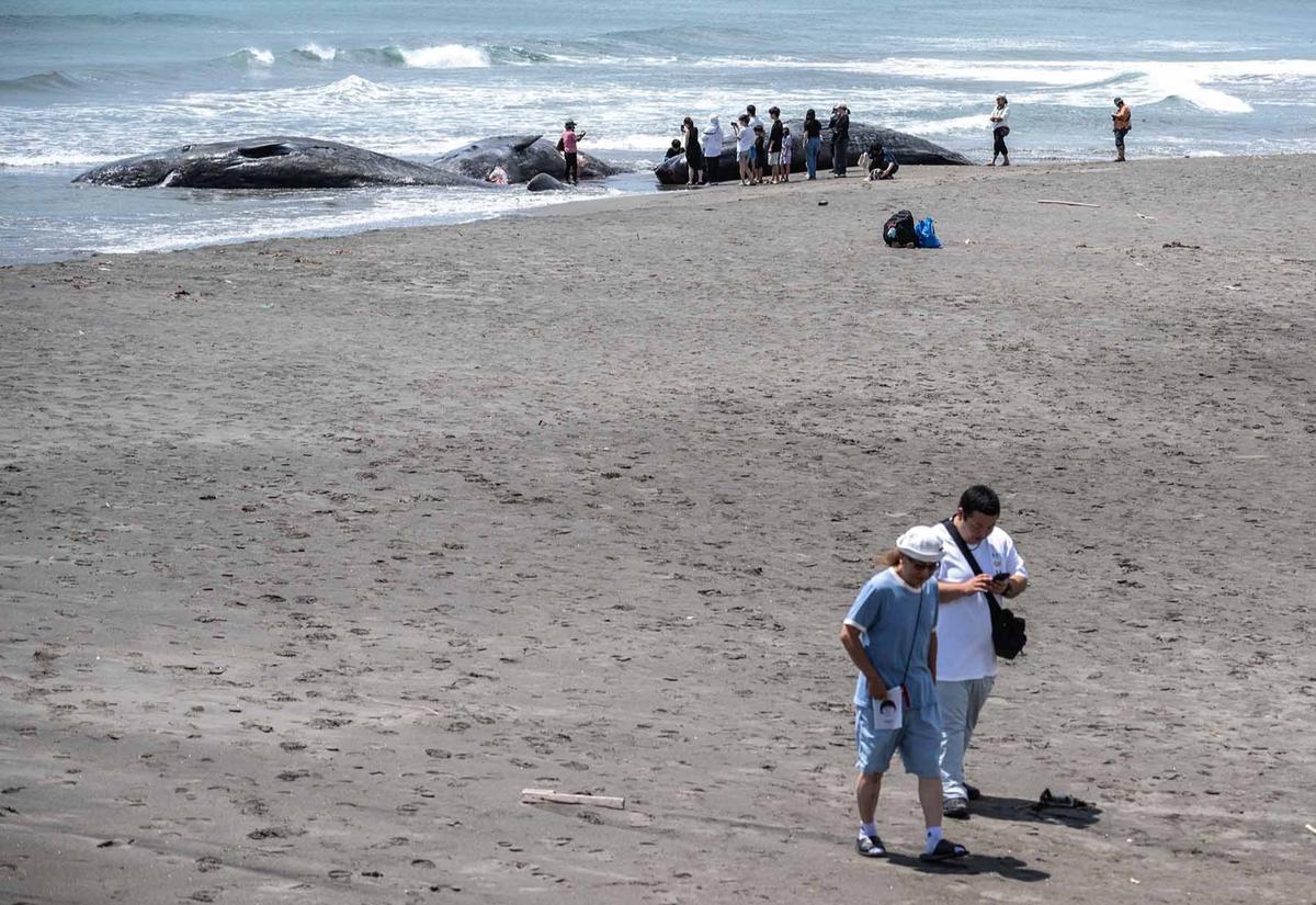 FOTO: Terdampar Sebelum Tsunami,  Misteri Paus Sperma di Pantai Jepang