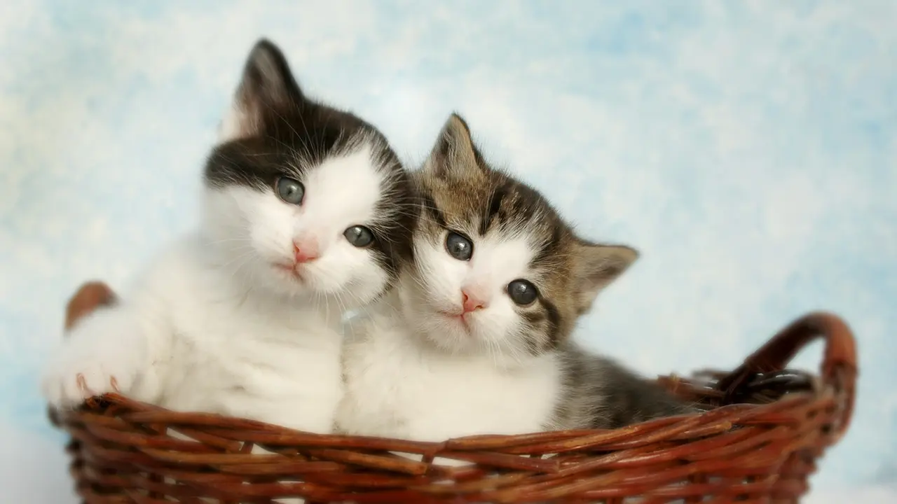 Mimpi Kucing Melahirkan