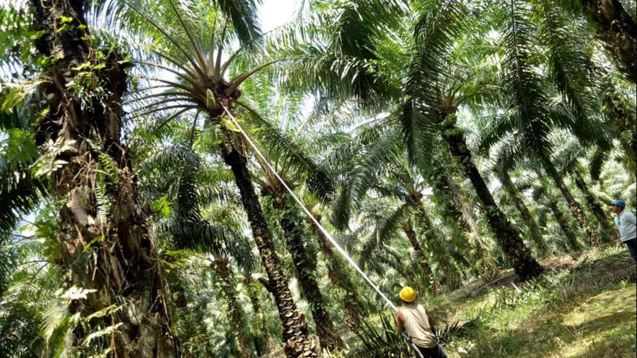 Selanjutnya, Hartono bersaudara juga merambah ke sektor agribisnis.