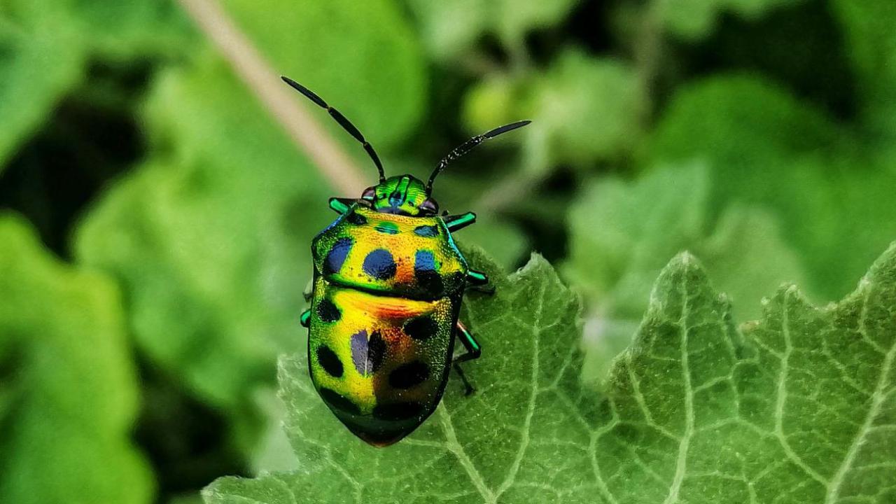 Jewel Bugs (Scutelleridae)<br>