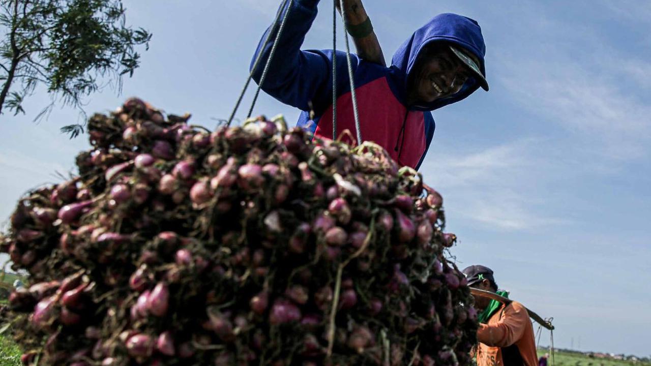 Petani bawang merah mengaku mengalami kerugian ketika ditemui di ladangnya di Brebes, Jawa Tengah, Kamis (11/1/2024). Kerugian tersebut terjadi pada musim panen di awal tahun ini akibat cuaca yang tidak menentu sehingga menyebabkan kualitas bawang merah m