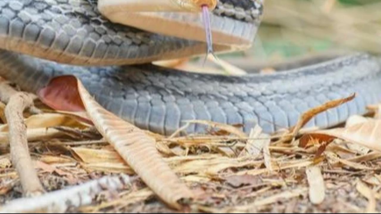12 Jenis Ular yang Penting untuk Memangsa Tikus, Bantu Petani Melindungi Sawah