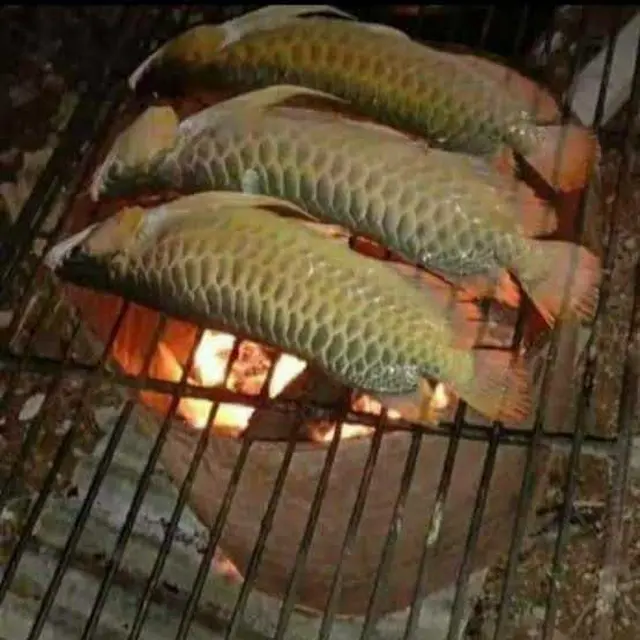 6 Menu Olahan Ikan Hias Ini Nyeleneh Banget, Berani Coba?