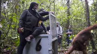 Total ada 17 orangutan yang telah dilepasliarkan di Kawasan Taman Nasional Gunung Palung.