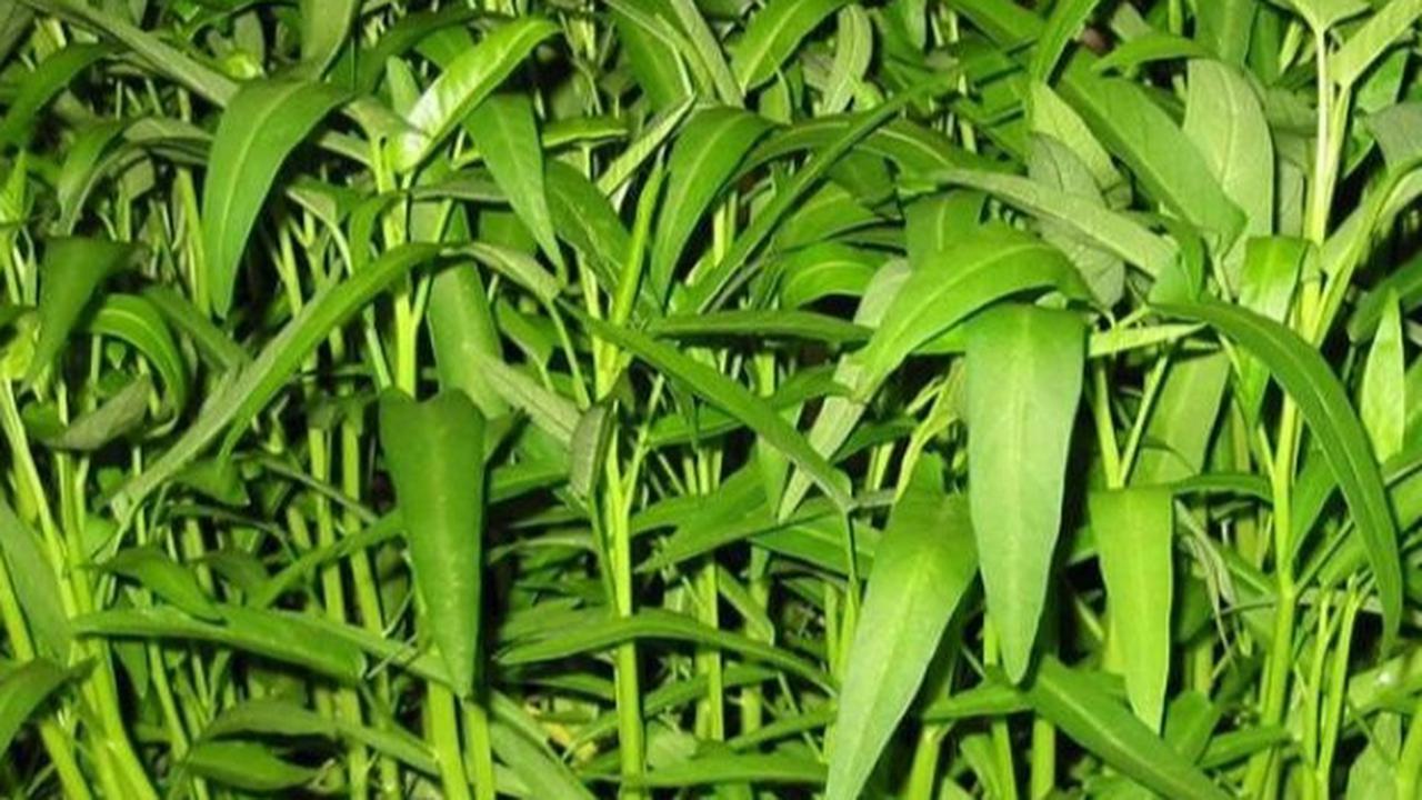 Cara Cerdas Merebus Kangkung agar Nutrisi Tetap Maksimal