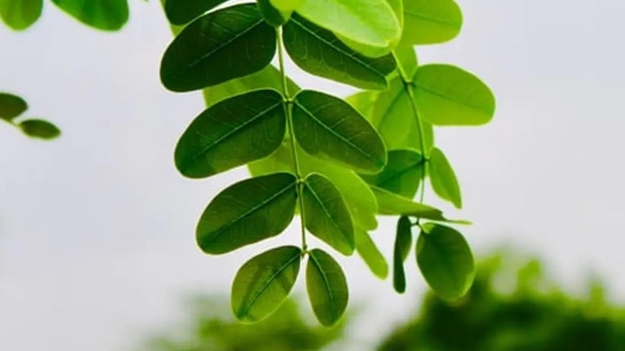 5 Resep Olahan Daun Katuk yang Segar, Bergizi, dan Cocok untuk Ibu Menyusui