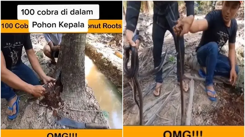 Viral Pria Ini Temukan 100 Ular di Dalam Pohon Kelapa, Bikin Merinding