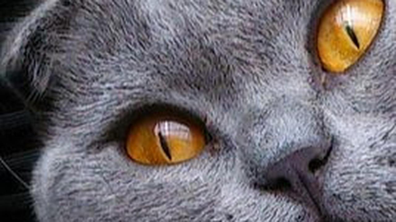 Obat Mata Kucing Berair Berdasarkan Penyebabnya