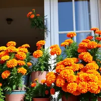 Bunga Marigold di balkon. ©Ilustrasi QwenAI