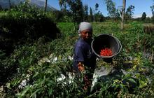 FOTO: Harga Cabai Merah Turun Rp 30 Ribu Seiring Panen Melimpah di Boyolali